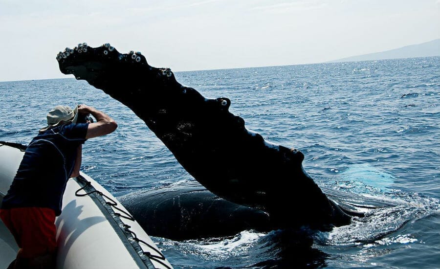 See whales on Maui