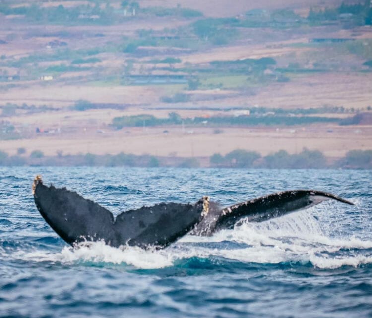 Whale Watching Tours Departing Lahaina
