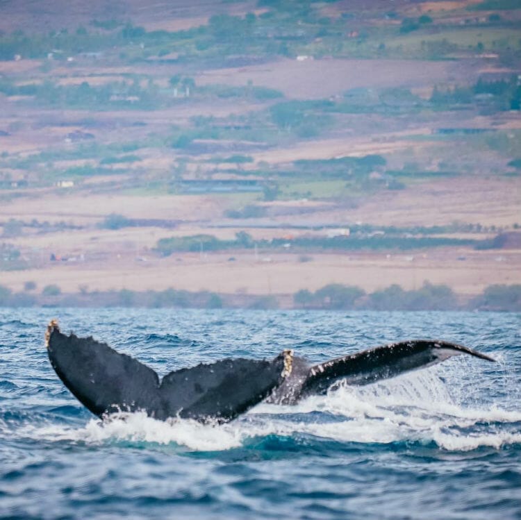whale watching maui