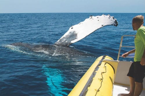 Best whale watching in Lahaina Best whale watching in Lahaina