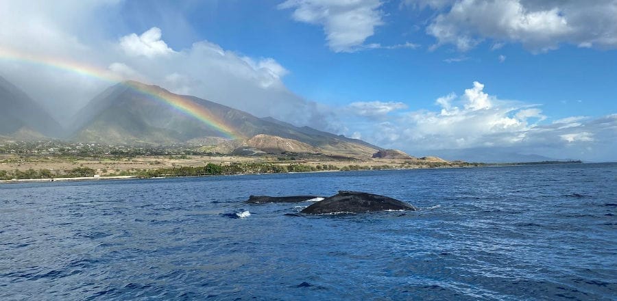 best time of day for whale watching in maui best time of day for whale watching in maui
