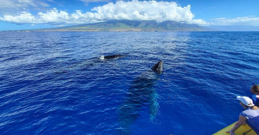 whale watching season in Maui