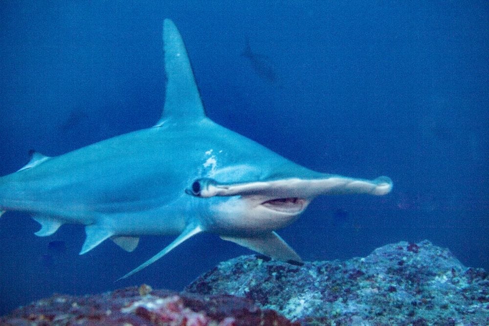 Hammerhead shark diving Hammerhead shark diving