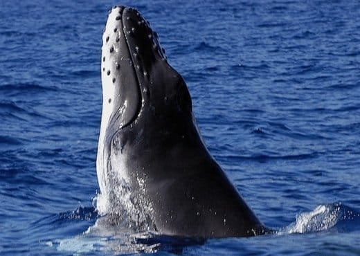 best time to whale watching hawaii best time to whale watching hawaii