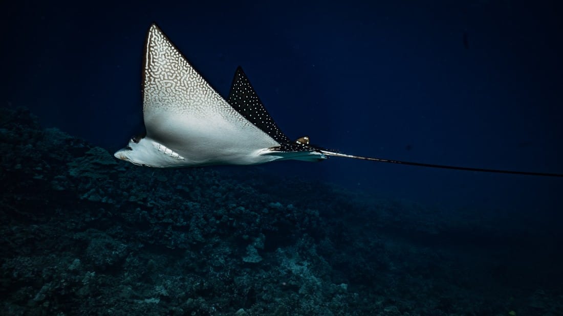 hammerhead dive maui
