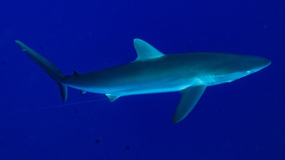 shark diving maui shark diving maui