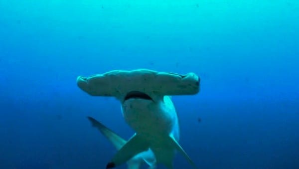what species of hammerheads what species of hammerheads