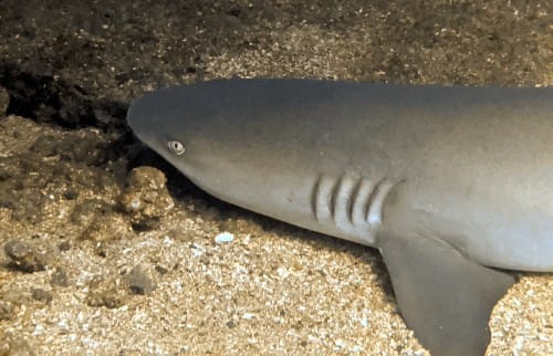 Night dive Maui Night dive Maui