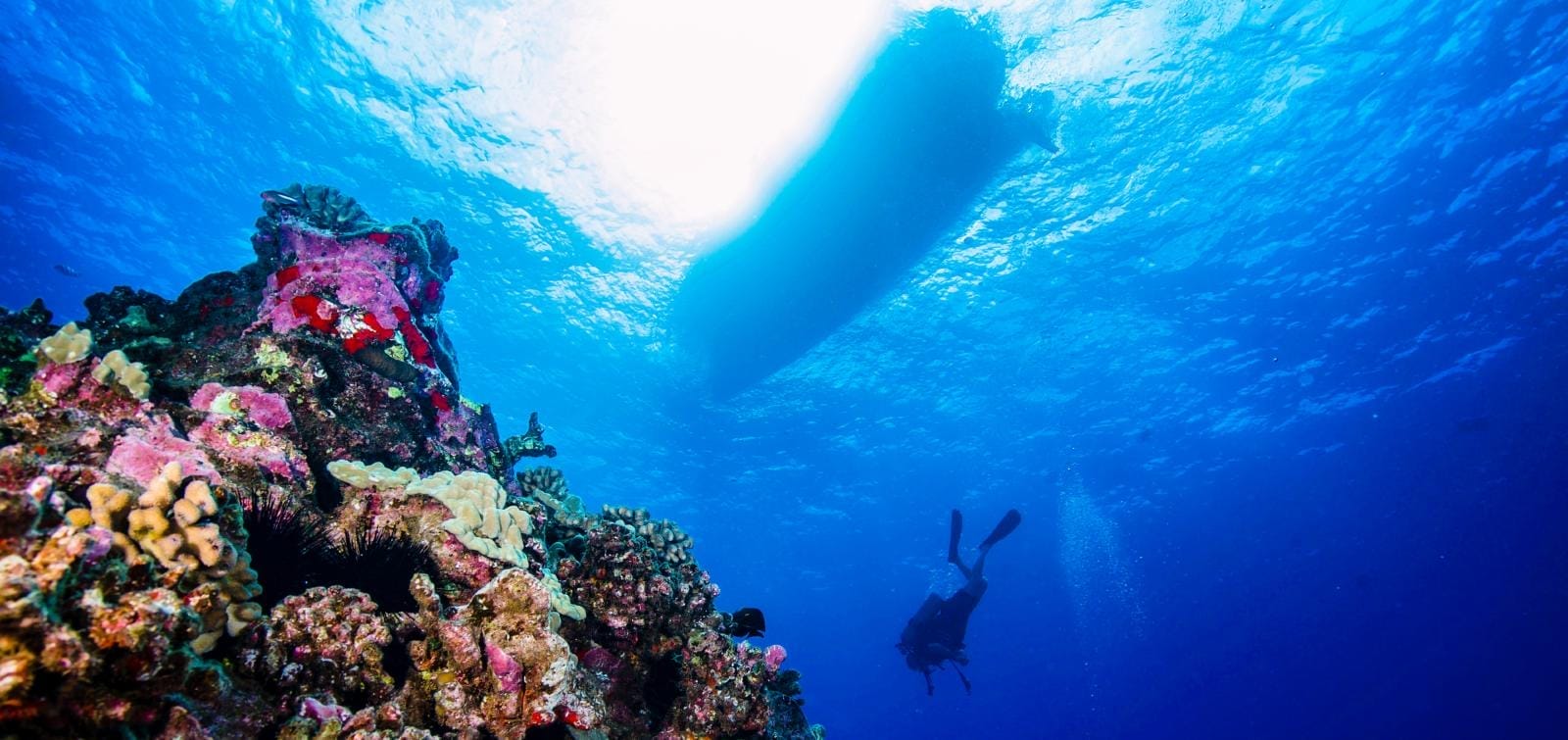 Molokini Crater Back Wall diving Molokini Crater Back Wall diving