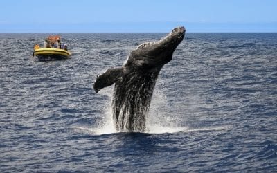 Whale Watching Season on Maui