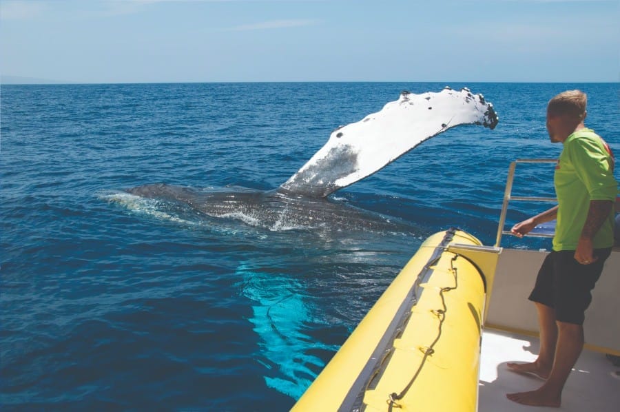 Whale Watching season on Maui